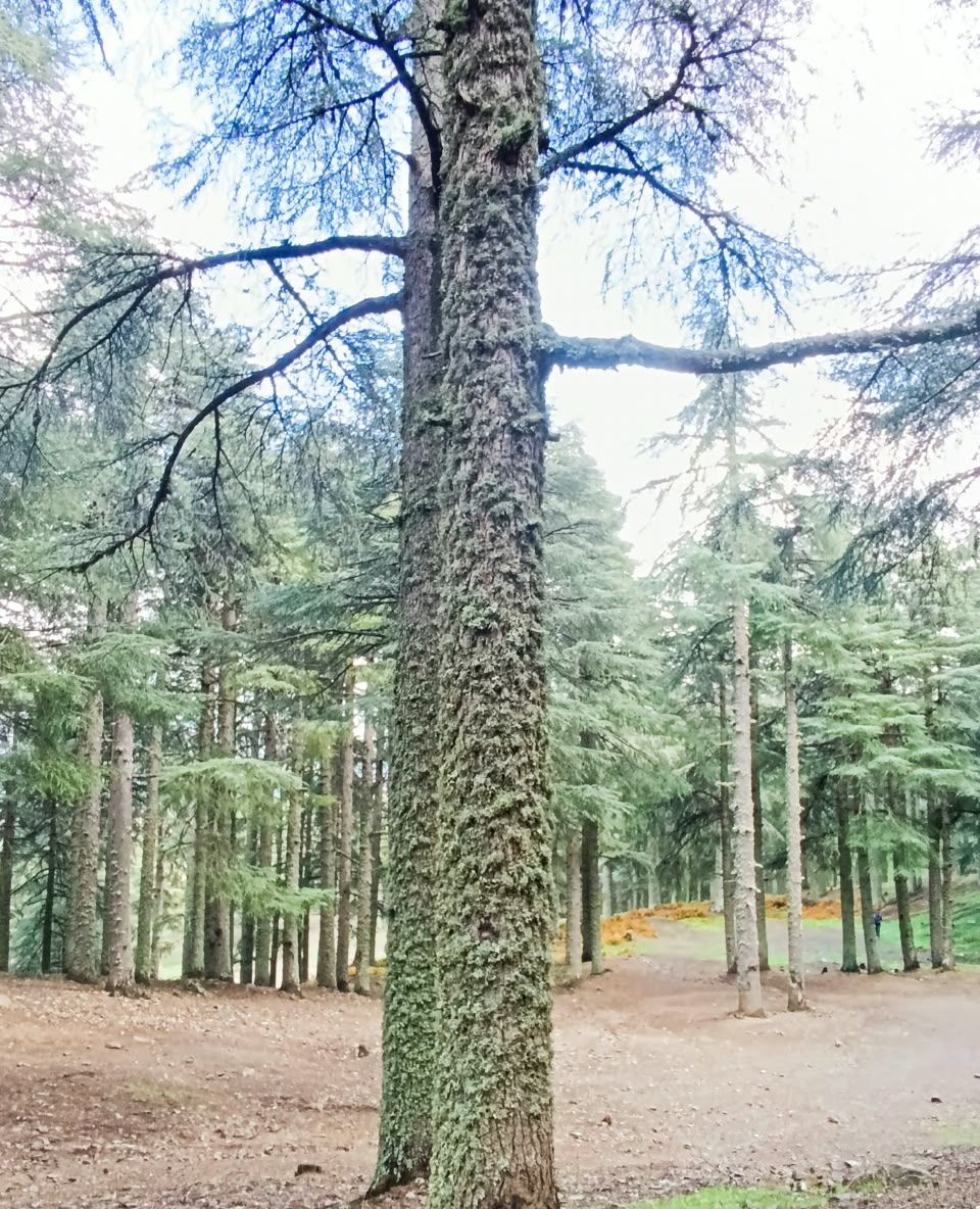 Cedar forest where we collect