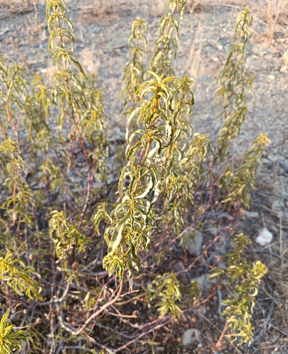 Cistus oil: wild Cistus ladanifer growing in Morocco