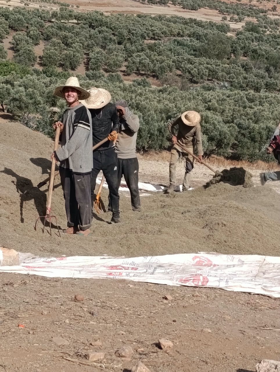 Aromarif team turning harvested plants to dry