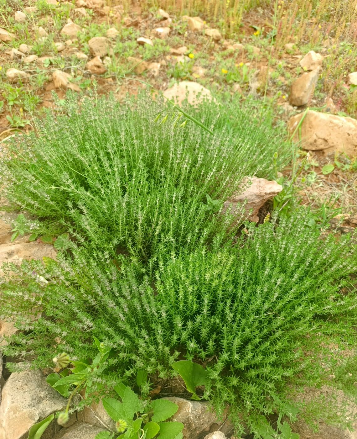 Wild plants growing on a rocky hillside
