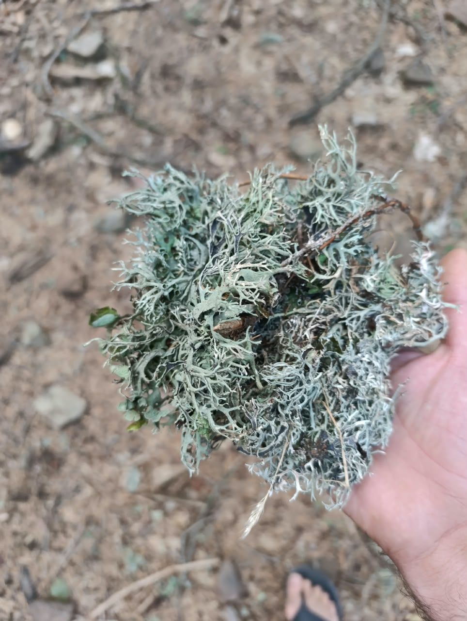 A handful of lichen gathered from tree bark