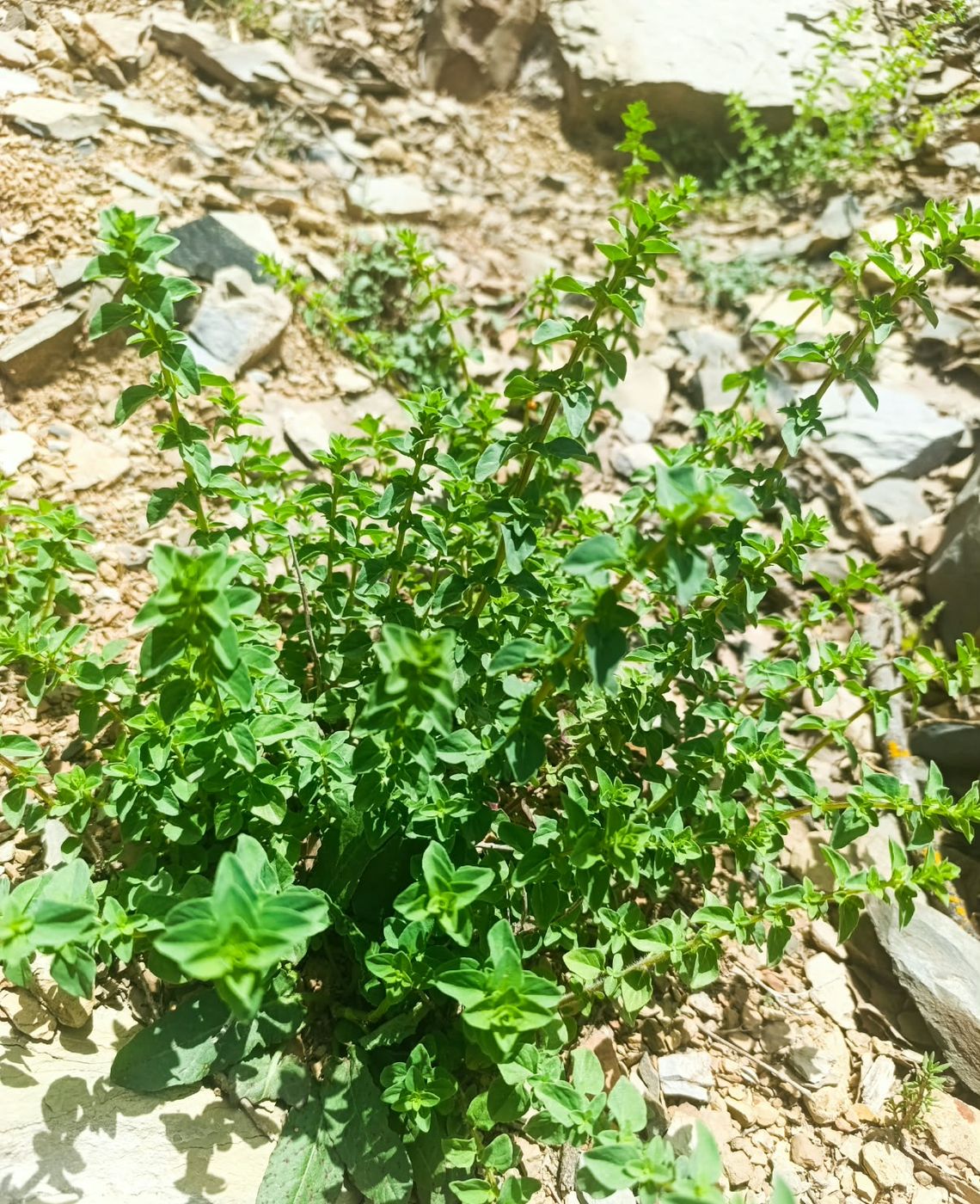 Oregano oil: wild Origanum compactum growing in Morocco