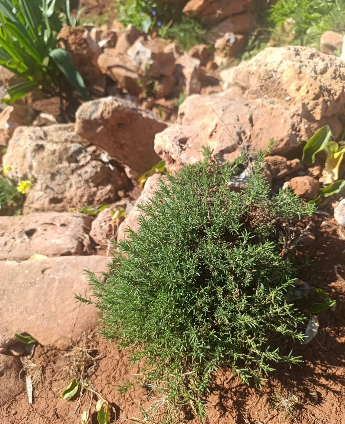 Rosemary oil: wild Rosmarinus officinalis growing in Morocco