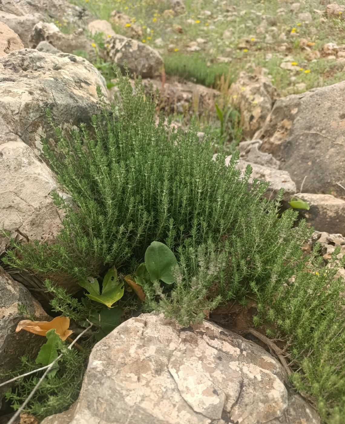 Moroccan thyme oil: wild Thymus satureioides growing in Morocco